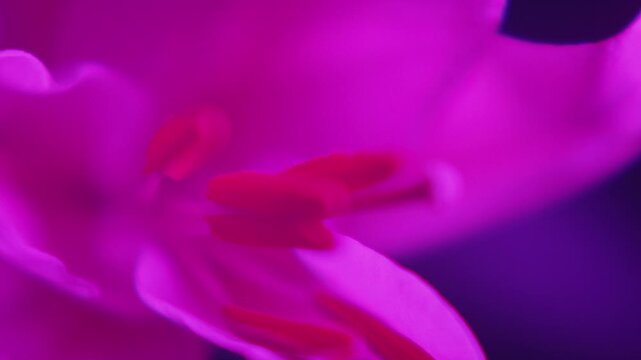 Flower,Red,CMY,Lily,Petal,Light and Dark,
Lighting,Skeleton,Shimmering,Soft Focus,
C-UP,HS