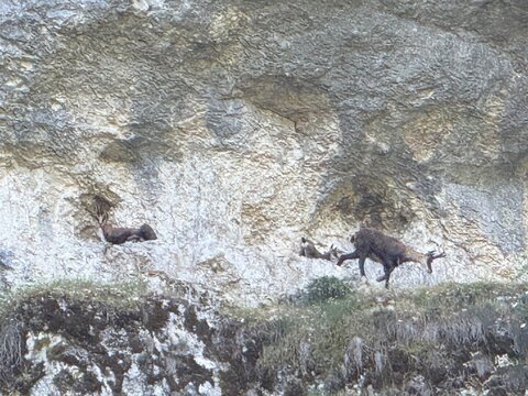 Source de la Loue Chamois