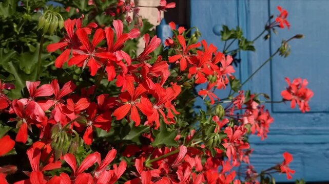 Bright, colorful red flowers hanging at the window with blue contrast window shutters on a sunny day
