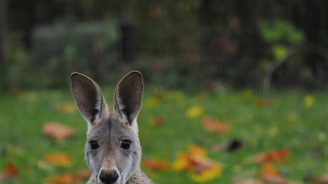  red kangaroo looks at the camera, then in different directions.