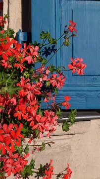 Bright, colorful red flowers hanging at the window with blue contrast window shutters on a sunny day
