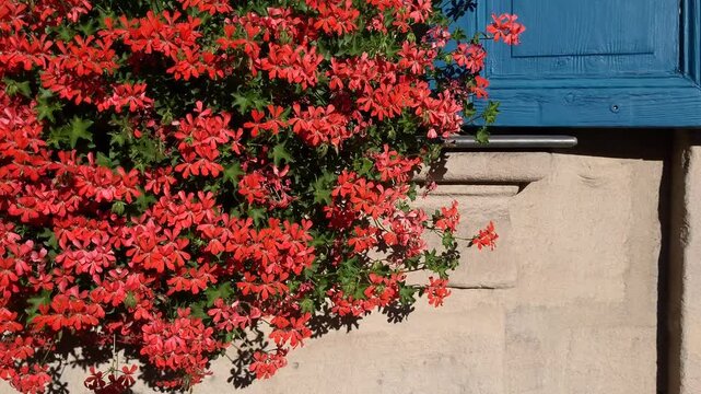 Bright, colorful red flowers hanging at the window with blue contrast window shutters on a sunny day
