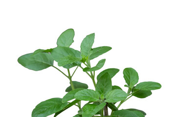 Fototapeta premium Fresh green holy basil herb leaves branch isolated on white background