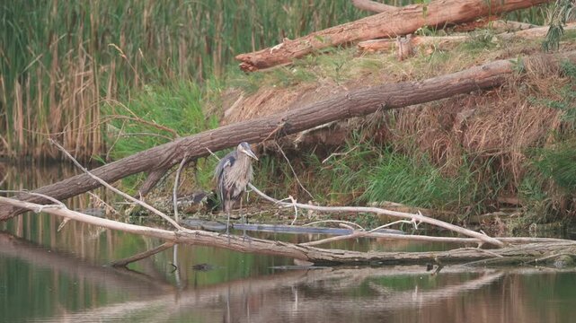 Great Blue Heron Shaking Wings in Slow Motion