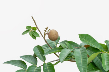 Fototapeta premium Green tree branch with leaves and single brown longan fruit isolated on white