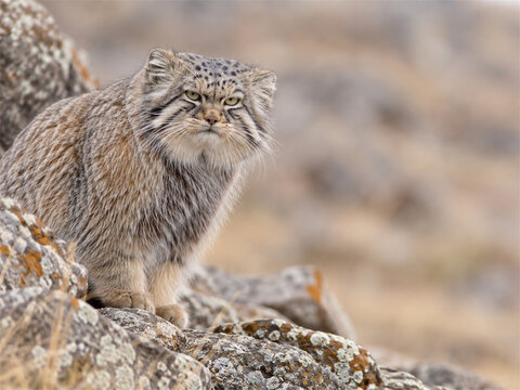 Pallas cat sitting alert on a rocky slope with dense fur and a stern expression showing elusive wild feline behavior cold mountain habitat camouflage and distinctive central asian wildlife