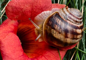 snail on a leaf © Oksana  Sukhoverko 