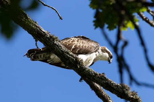 Wild osprey or sea hawk bird of prey perched on a tree branch looking down
