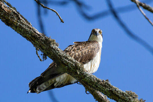 Wild osprey bird of prey perched on a tree branch looking at camera