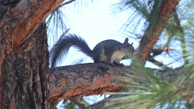 Western gray squirrel (Sciurus griseus) scans its surroundings then leaps vertically off a pine branch in slow motion, Lassen County, California.
