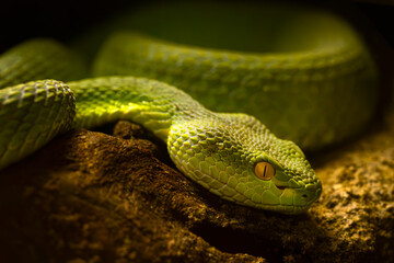 Fototapeta premium Trimeresurus macrops, a portrait of a venomous pit viper species endemic to Southeast Asia.