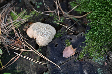 Mushrooms © Viktoriia Pletska