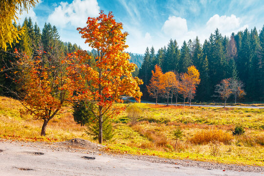 beautiful view of Ukraine countryside. sunny afternoon. wonderful autumn landscape in mountains. grassy field and colorful forest. outdoor scenery for remote adventure