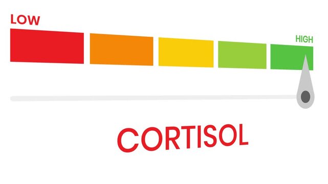 Cortisol gauge level 4k animation progress indicator  from low to high