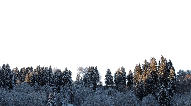 Ein winterlicher Wald mit Nadelb&auml;umen, Laubb&auml;umen und Schnee im Abendlicht, freigestellt in png