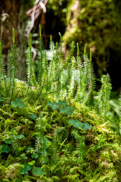 Forest clubmoss (Spinulum annotinum) as a beautiful nature background image, photographed along a hiking trail in the Innerpflersch Valley.