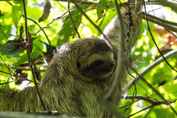 Brown-throated sloth hanging among tree branches in the Costa Rican rainforest, surrounded by lush tropical vegetation. © david