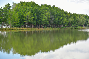 Fototapeta premium mangrove forest with reflection