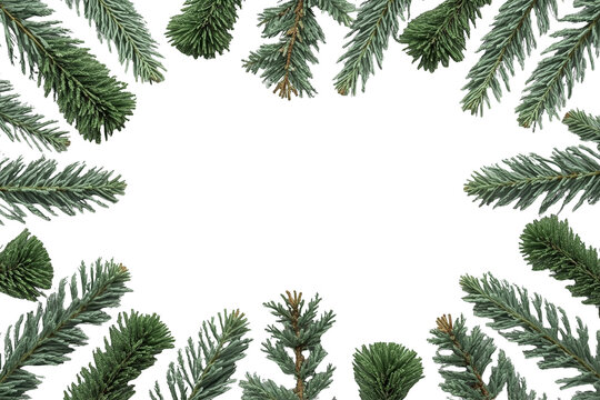 Evergreen fir branch rectangular frame