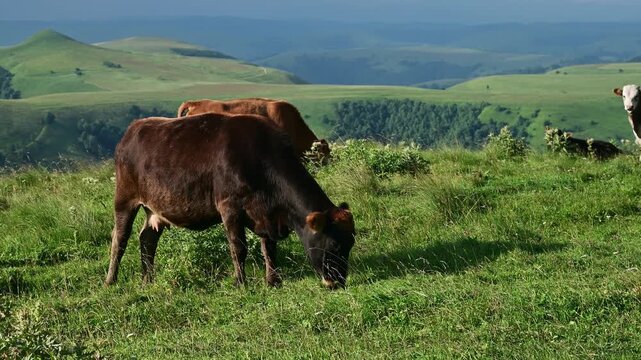 Dark brown cow grazing in green pasture