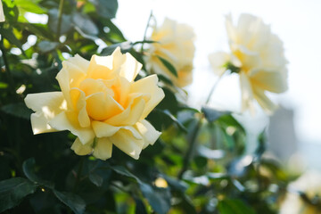 Fototapeta premium Pastel yellow roses bloom in a garden during a sunny day in springtime