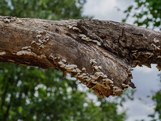 Fototapeta premium Wild fungi grow densely on a rotting tree branch