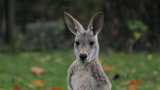 red kangaroo looks at the camera and then in different directions.