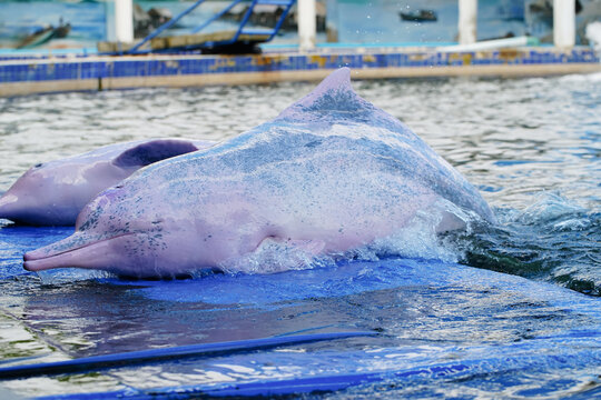 Amazon river dolphin or Boto Pink dolphin