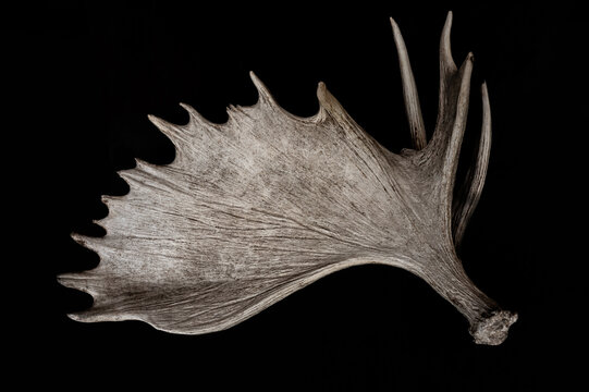 Moose antler close‑up wildlife image