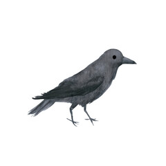 Obraz premium Digital watercolor illustration of a black crow isolated on white background