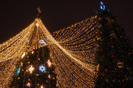Illuminated Christmas trees covered with festive lights creating a magical scene at night