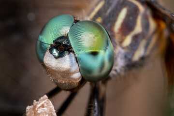 Blue Dasher Dragonfly Perched on Branch Macro Close-Up © Stephen