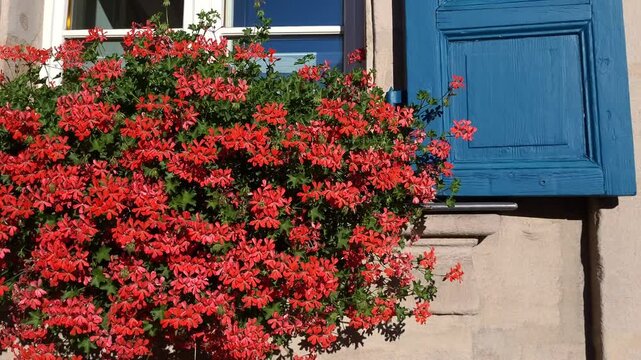 Bright, colorful red flowers hanging at the window with blue contrast window shutters on a sunny day

