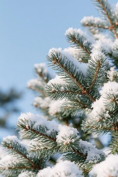 Snow-covered evergreen branches against a clear blue winter sky with generous copy space for seasonal designs