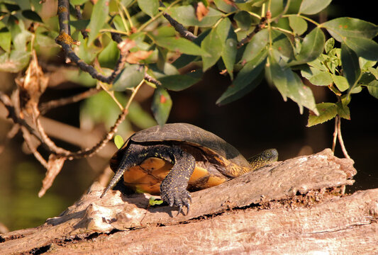 European pond terrapin in its natural habitat