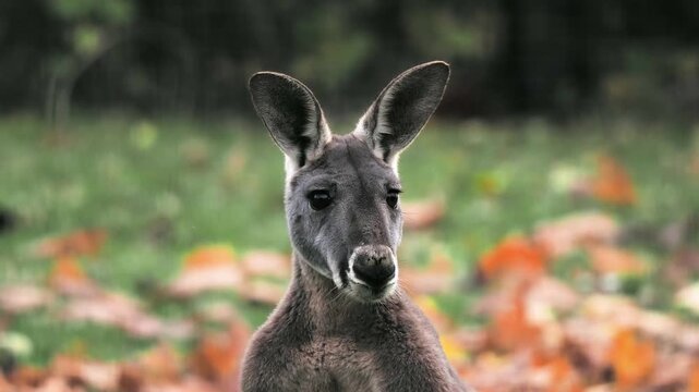  red kangaroo looks at the camera, then in different directions.