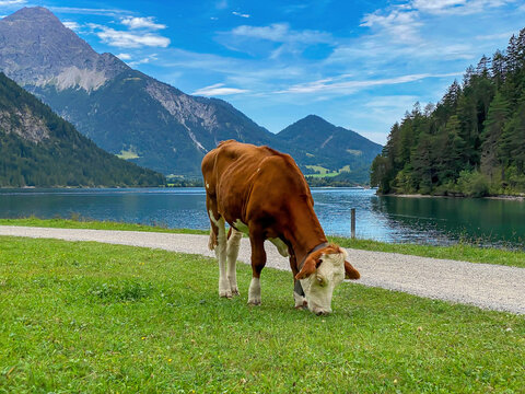 Kuh am Plansee, Heiterwanger See in &Ouml;sterreich