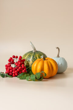 Autumn arrangement with pumpkins and red rowan berries on beige background with copy space above and below