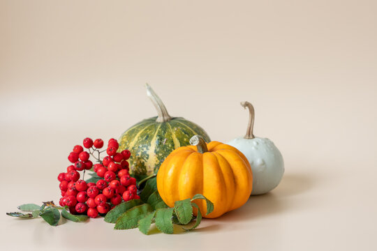 Autumn arrangement with pumpkins and red rowan berries on beige background with copy space
