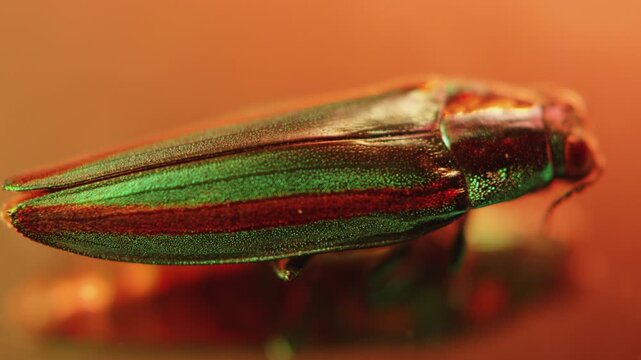 Bug,Insect,Light,Movement,Reflection,Green,
Color Change,CMY,C-UP,Focus pull,
Wings to Stomach,FIX