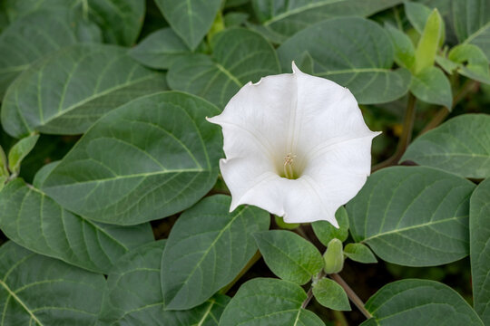 White Datura flower surrounded by green leaves close-up