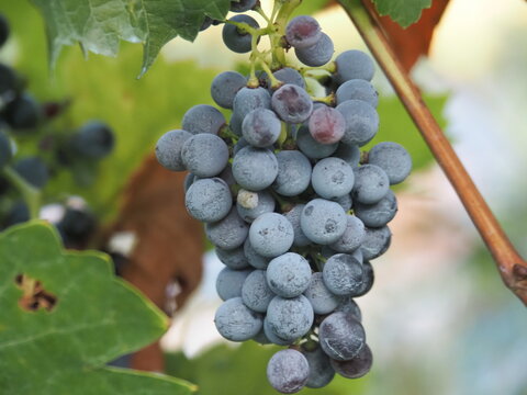 Uvas en un vi&ntilde;edo