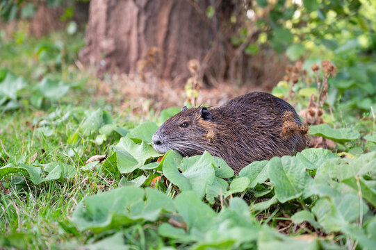 Nutria river rat on meadow, coypu herbivorous, semiaquatic rodent, Myocastoridae at water pond, wildlife animal, habitat wetland