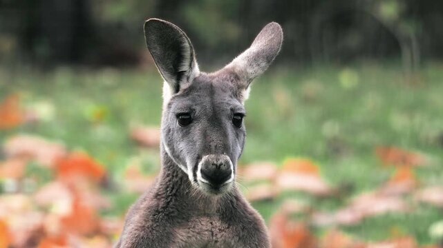 red kangaroo looks in different directions and twitches its ears.