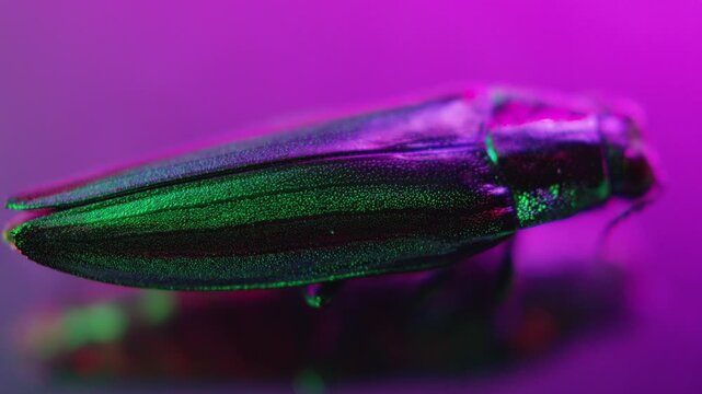 Bug,Insect,Light,Movement,Reflection,Green,
Color Change,CMY,C-UP,Focus pull,FIX