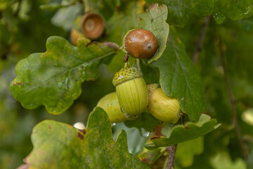 Close-up view of acorns and oak leaves on a tree branch, showcasing green and brown acorns among lush green foliage in a natural setting © Emvats