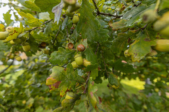 Oak tree branches with green leaves and acorns, showcasing natural growth in a lush environment during early autumn season