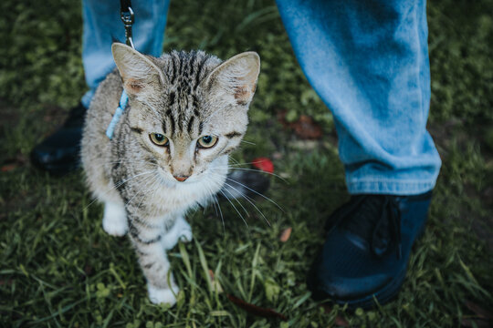 Domestic tabby cat on a leash stands on grass beside a person wearing blue jeans and black shoes in a natural outdoor setting