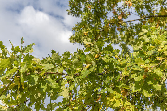 Green oak tree branches with leaves and acorns against a cloudy sky in a natural outdoor setting during late summer or early autumn season