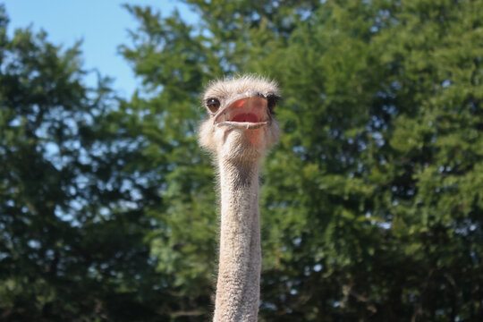 Dynamic portrait of a vocalizing ostrich in its natural habitat